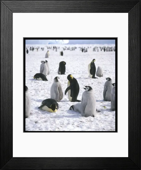 Framed Print : Penguins in the Snow Framed Print : Penguins in the Snow