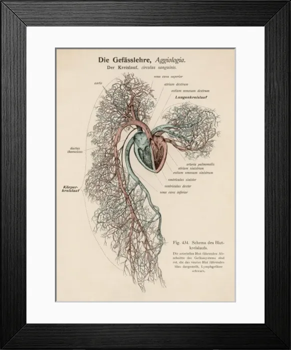 Framed Print : Ciculation of Blood / C19 Framed Print : Ciculation of Blood / C19
