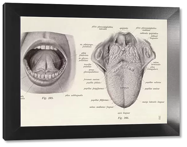 Anatomy  /  Head  /  Tongue