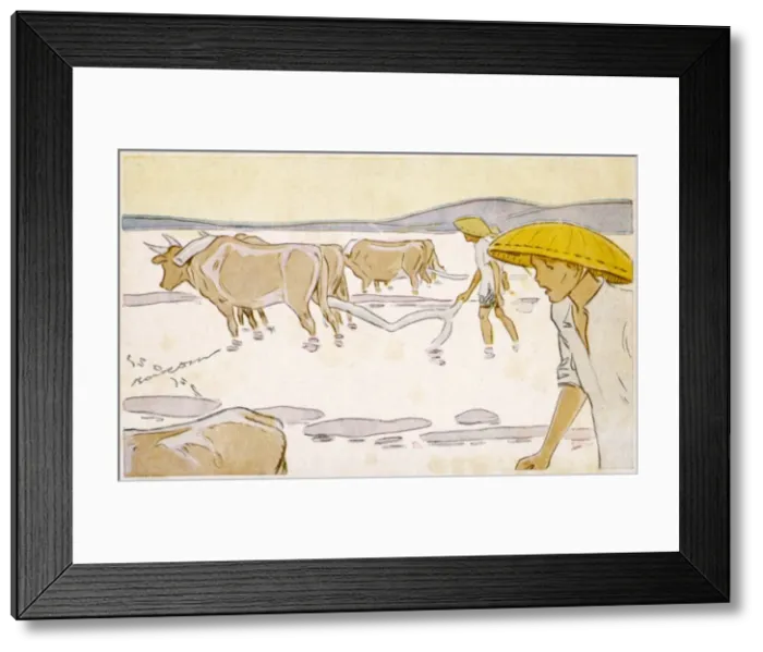 Framed Print : Rice, Vietnam Framed Print : Rice, Vietnam