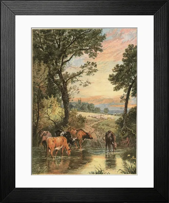 Framed Print : Cattle in Stream Framed Print : Cattle in Stream