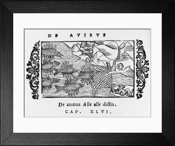 Framed Print : Trapping Alle Alle Birds Framed Print : Trapping Alle Alle Birds