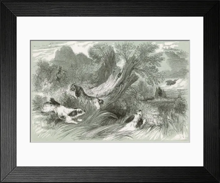 Framed Print : Shooting Woodcock (Harv) Framed Print : Shooting Woodcock (Harv)