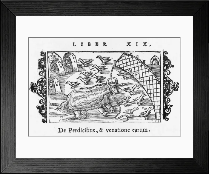 Framed Print : Trapping Partridges Framed Print : Trapping Partridges
