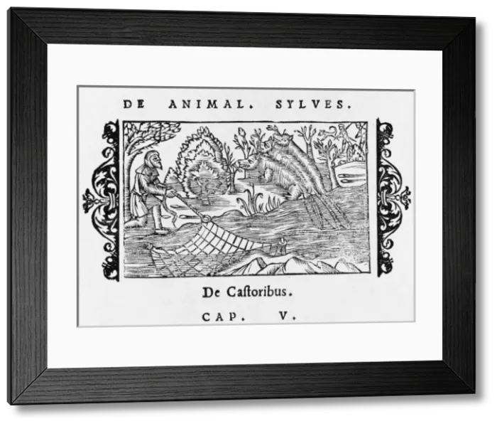 Framed Print : Trapping Beaver 1555 Framed Print : Trapping Beaver 1555