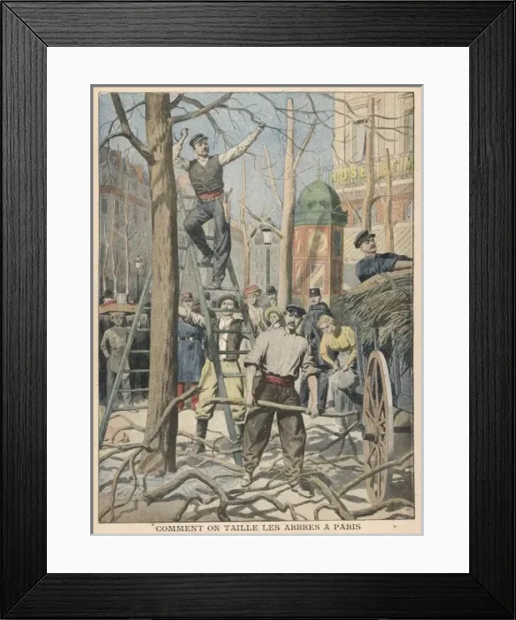Framed Print : Lopping Trees in Paris Framed Print : Lopping Trees in Paris