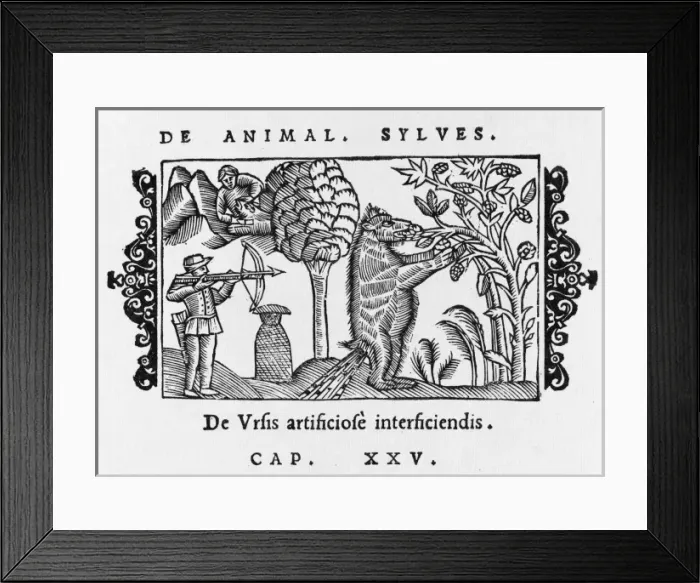 Framed Print : Scandinavian Bear Framed Print : Scandinavian Bear