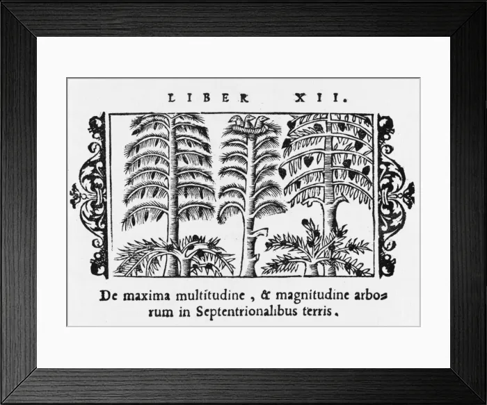 Framed Print : Kinds of Northern Tree Framed Print : Kinds of Northern Tree