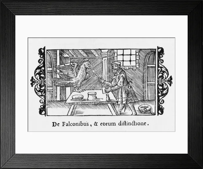 Framed Print : Feeding a Hunting Falcon Framed Print : Feeding a Hunting Falcon