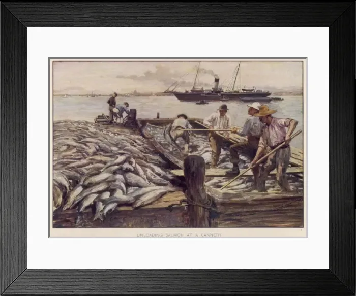 Framed Print : Salmon Fishing / Circ. 1906 Framed Print : Salmon Fishing / Circ. 1906
