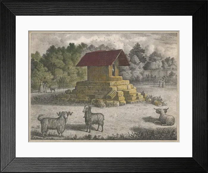 Framed Print : Regents Park Goats Framed Print : Regents Park Goats