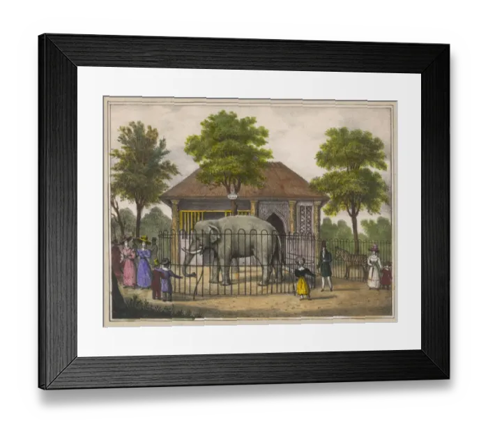 Framed Print : Regents Park Elephants Framed Print : Regents Park Elephants