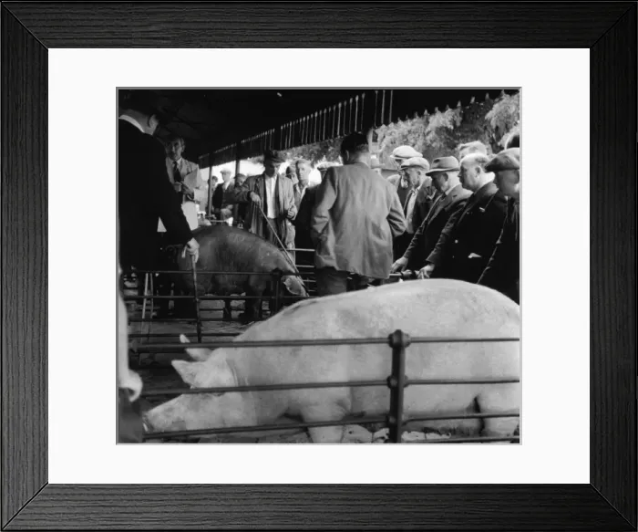Framed Print : PIG MARKET / 1958 Framed Print : PIG MARKET / 1958