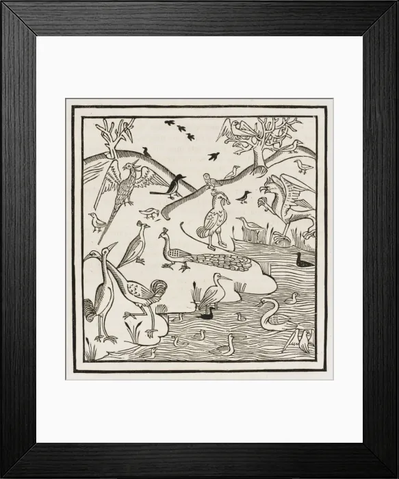 Framed Print : 15th Century Birds Framed Print : 15th Century Birds