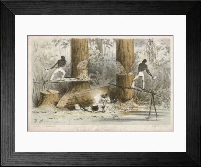 Framed Print : Felling Mahogany Framed Print : Felling Mahogany