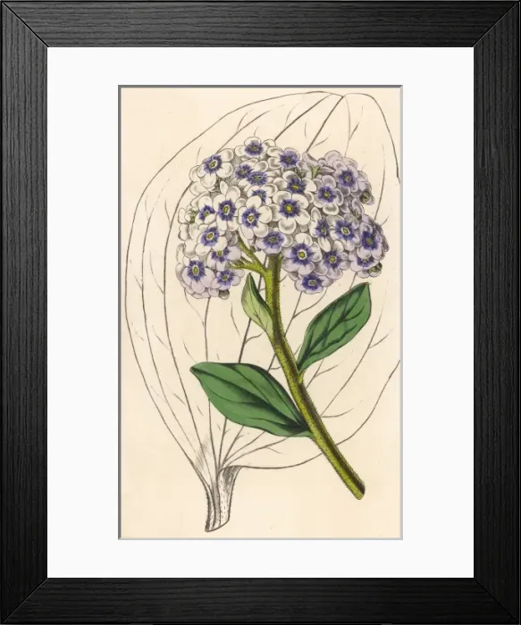 Framed Print : Hoya / Flower & Leaves Framed Print : Hoya / Flower & Leaves
