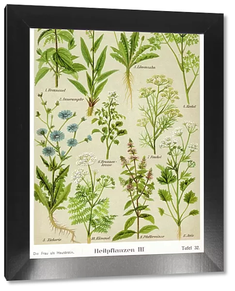 Healing Plants 1904 Pl. 3
