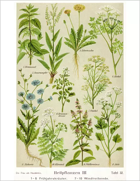 Healing Plants 1904 Pl. 3