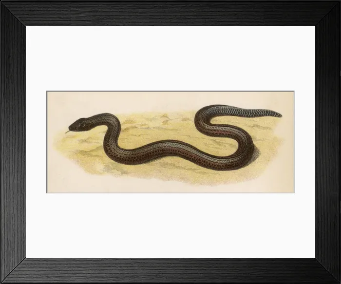 Framed Print : SLOW-WORM. A Slow-worm Framed Print : SLOW-WORM. A Slow-worm