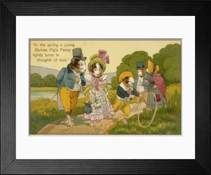 Framed Print : Guinea-Pig Family Framed Print : Guinea-Pig Family