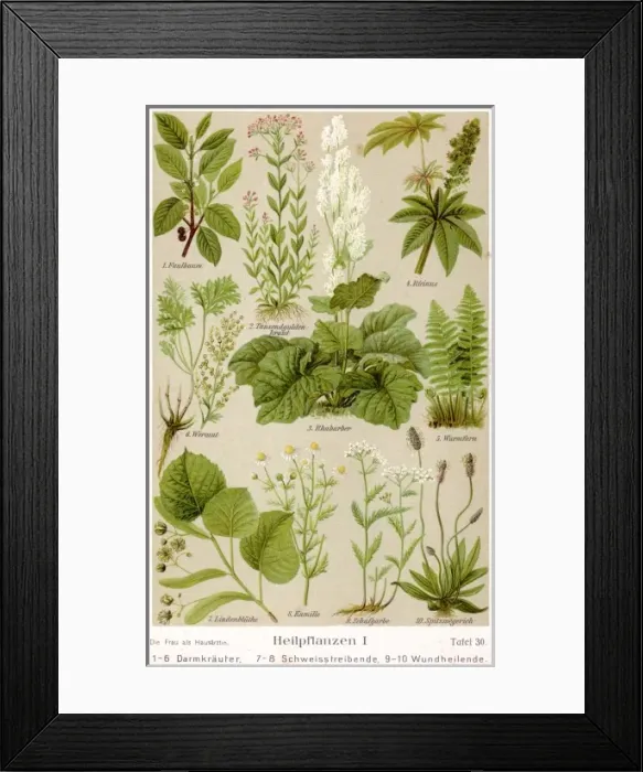 Framed Print : Healing Plants 1904 Pl. 1 Framed Print : Healing Plants 1904 Pl. 1