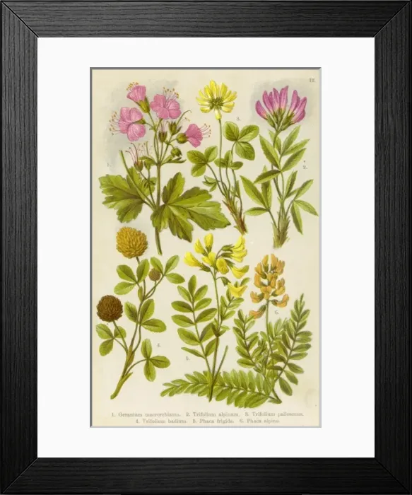 Framed Print : Alpine Species 1903 Framed Print : Alpine Species 1903