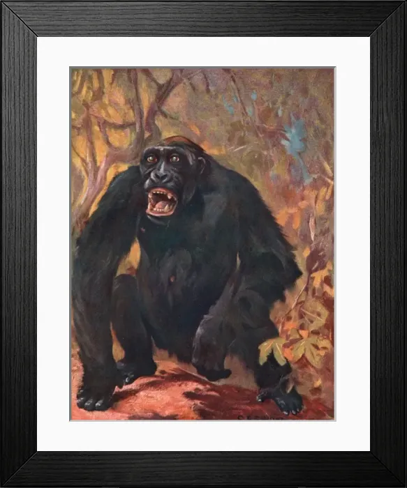 Framed Print : Gorilla / Cuthbert Swan Framed Print : Gorilla / Cuthbert Swan