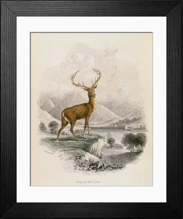 Framed Print : DEER / RED STAG / NL / 1835 Framed Print : DEER / RED STAG / NL / 1835