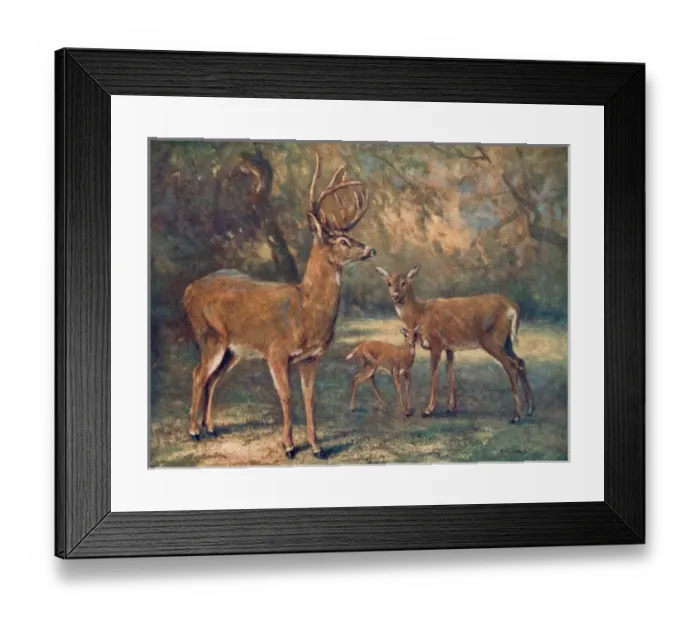 Framed Print : Virginian Deer / Wild Bst Framed Print : Virginian Deer / Wild Bst