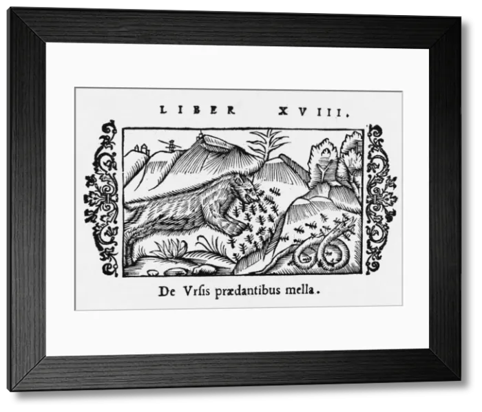 Framed Print : Bear Likes Honey Framed Print : Bear Likes Honey