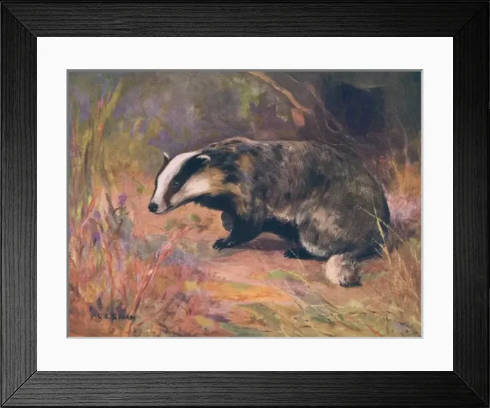 Framed Print : Badger / Swan / Wild Beasts Framed Print : Badger / Swan / Wild Beasts