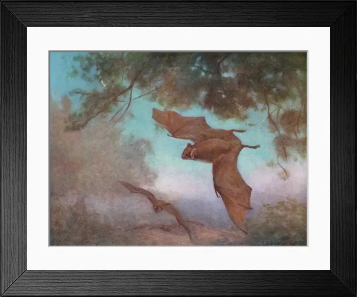 Framed Print : Vampire Bats / Swan Framed Print : Vampire Bats / Swan