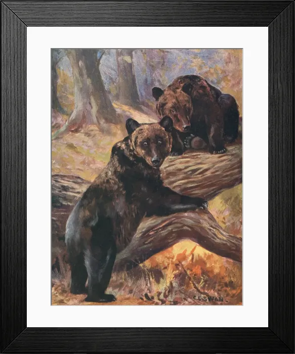 Framed Print : Bears / Cuthbert Swan Framed Print : Bears / Cuthbert Swan