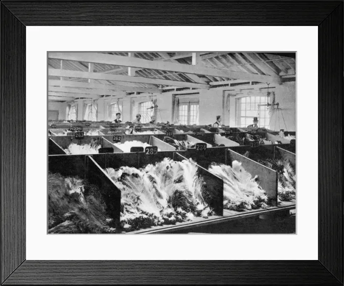Framed Print : Ostrich Feathers / 1901 Framed Print : Ostrich Feathers / 1901