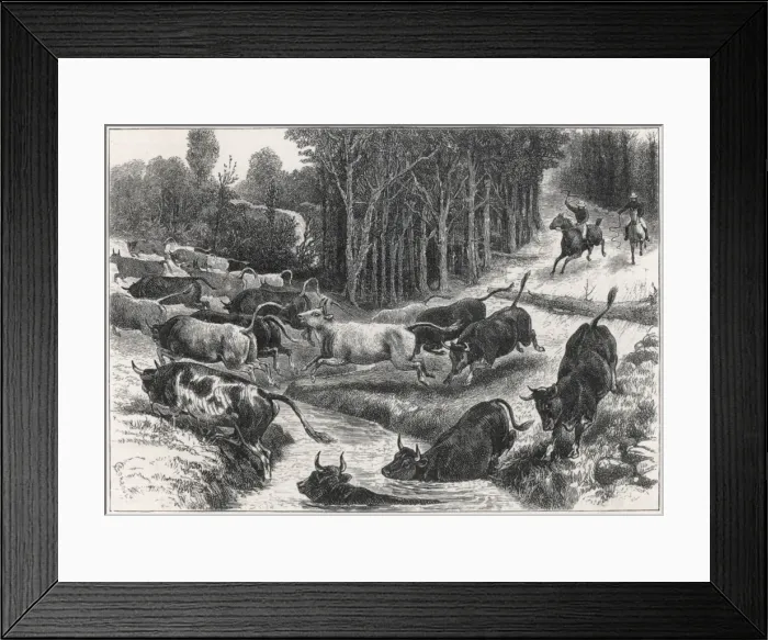 Framed Print : Driving Cattle, Australia