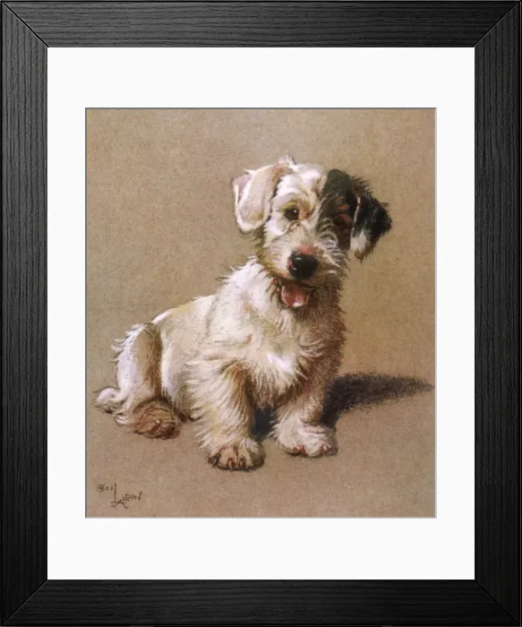 Framed Print : Sealyham Terrier 1928 Framed Print : Sealyham Terrier 1928