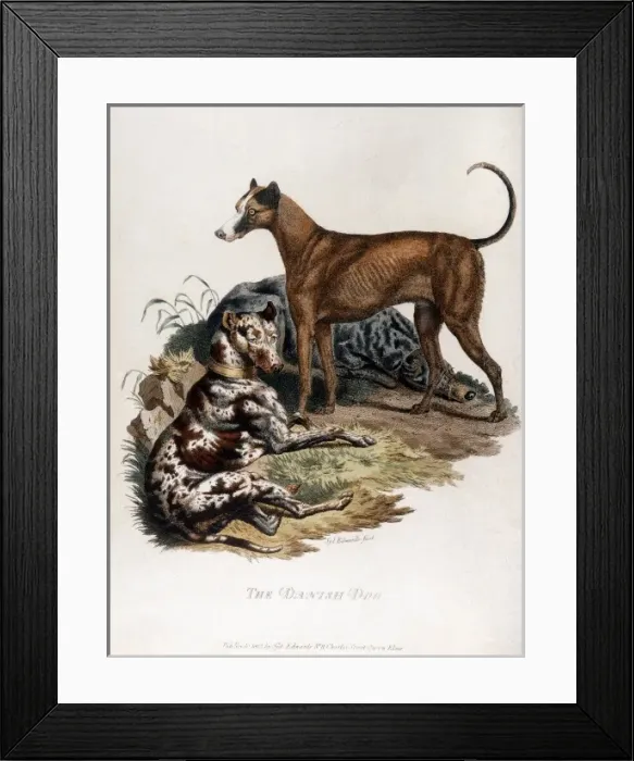 Framed Print : Great Dane 1803 Framed Print : Great Dane 1803