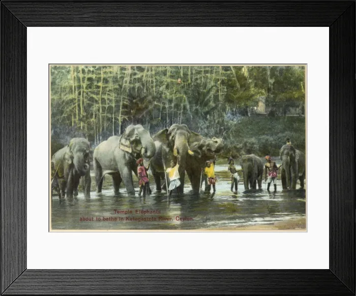 Framed Print : Elephants / Bathing 1930S Framed Print : Elephants / Bathing 1930S