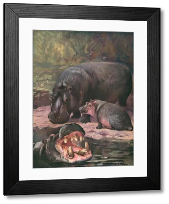 Framed Print : Hippopotami 1909 Framed Print : Hippopotami 1909