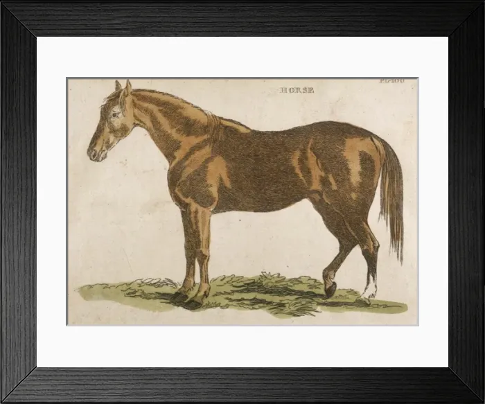 Framed Print : Horse / Brightly 1811 Framed Print : Horse / Brightly 1811