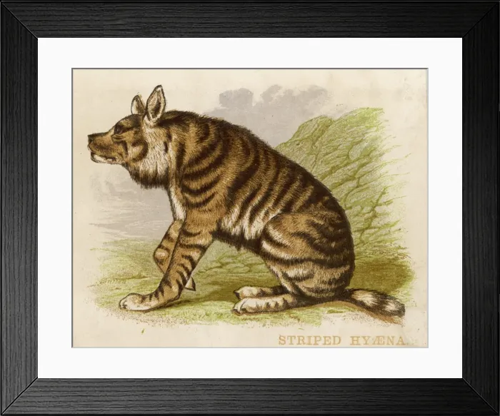 Framed Print : Hyena / Striped 1880S Framed Print : Hyena / Striped 1880S