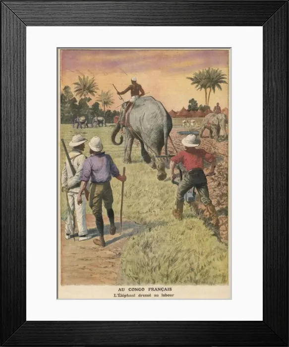 Framed Print : Elephants Ploughing 1911 Framed Print : Elephants Ploughing 1911