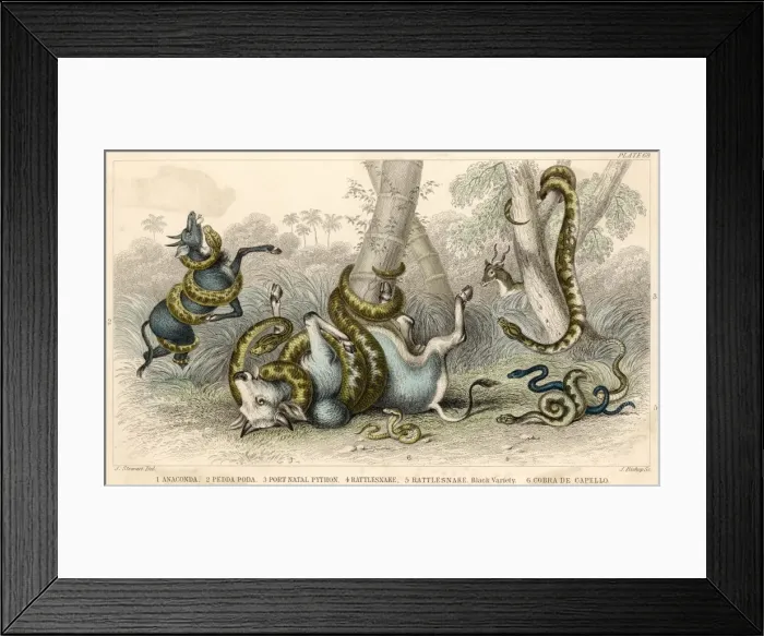 Framed Print : Variety of Snakes Framed Print : Variety of Snakes