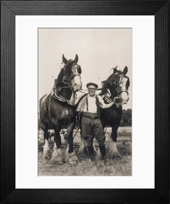Framed Print : Shire Horses Working Framed Print : Shire Horses Working