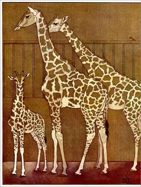 Giraffes in Zoo 1912
