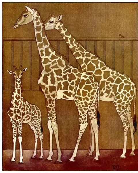 Giraffes in Zoo 1912