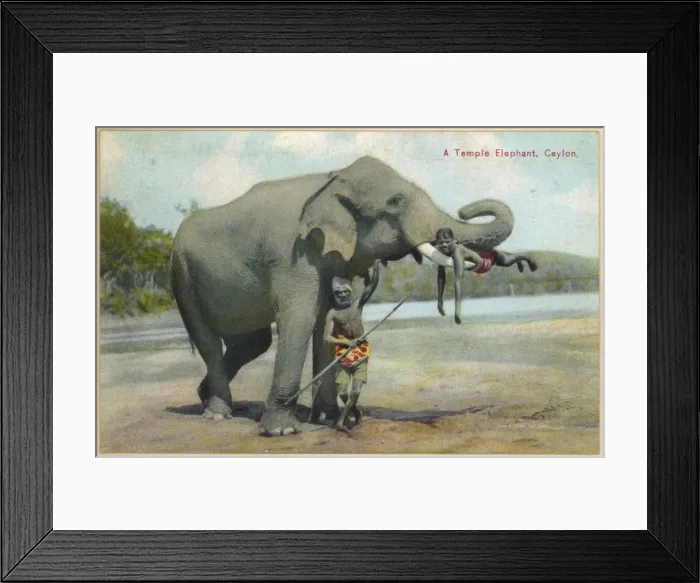 Framed Print : Elephant / Keepers 1930S Framed Print : Elephant / Keepers 1930S