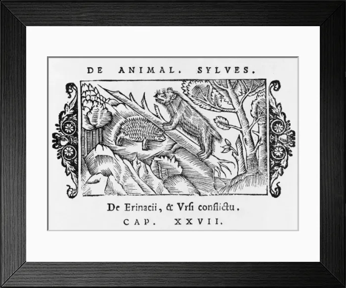Framed Print : Hedgehog & Bear 1555