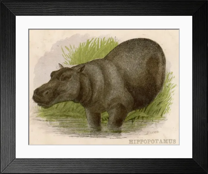 Framed Print : Hippopotamus C1880S Framed Print : Hippopotamus C1880S