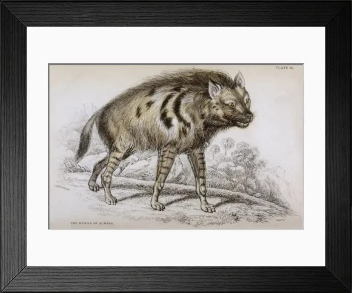 Framed Print : Hyena of Albara 1840 Framed Print : Hyena of Albara 1840